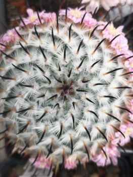 Mammillaria perezdelarosae